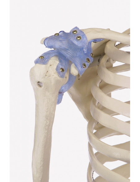 Erler Zimmer, modello anatomico di scheletro con legamenti articolari Otto 3004