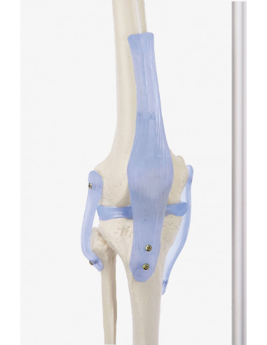 Erler Zimmer, modello anatomico di...