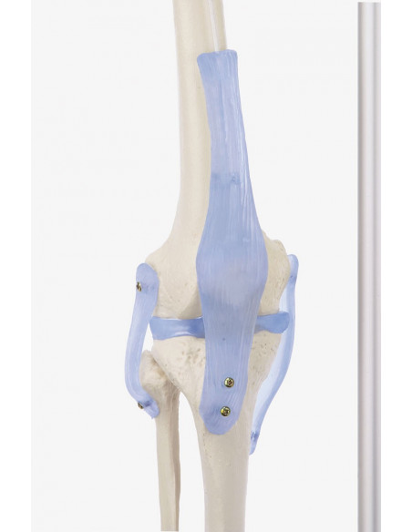 Erler Zimmer, modello anatomico di scheletro con legamenti articolari Otto 3004