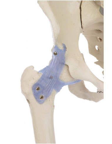 Erler Zimmer, modello anatomico di...