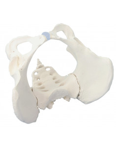 Erler Zimmer, modello...