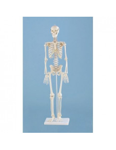 Erler Zimmer, Modello...