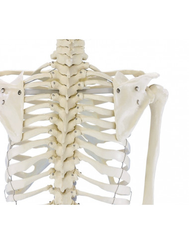 Erler Zimmer, modello anatomico...