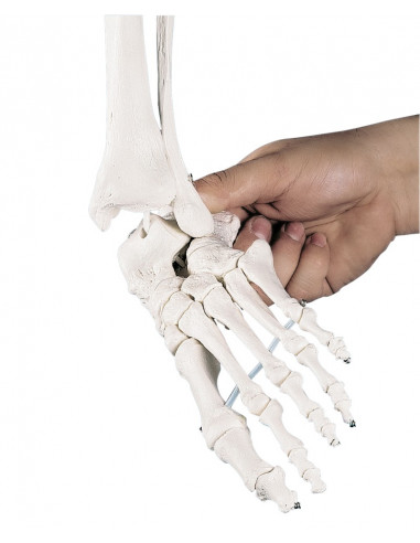 Erler Zimmer, modello anatomico...