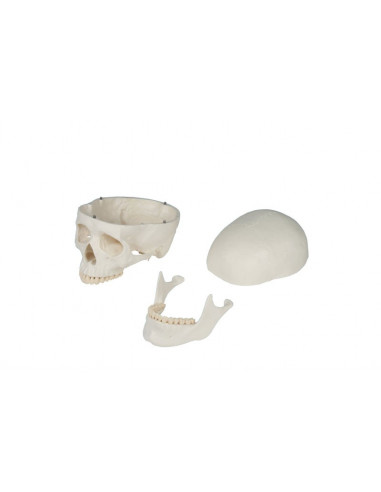 Erler Zimmer, modello anatomico...