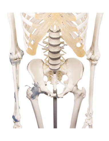 Erler Zimmer, modello anatomico di...