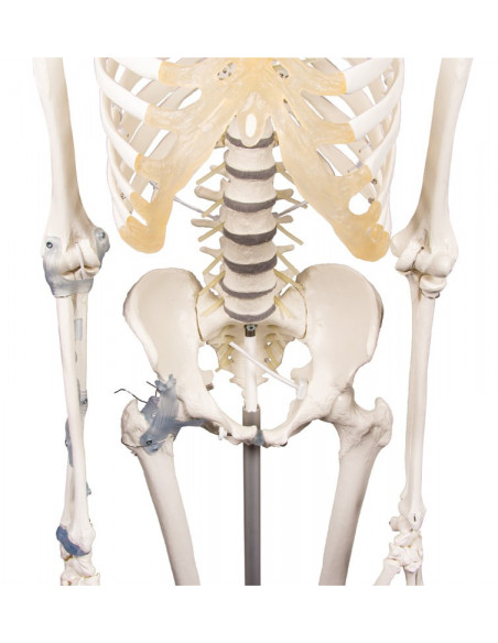 Erler Zimmer, modello anatomico di scheletro con colonna vertebrale flessibile e legamenti articolari 3013