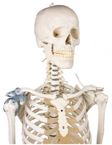 Erler Zimmer, modello anatomico di...