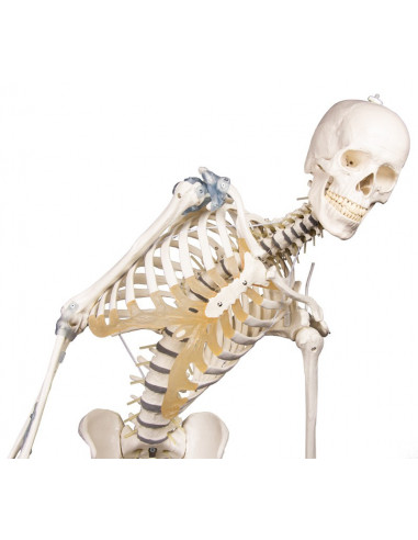 Erler Zimmer, modello anatomico di...