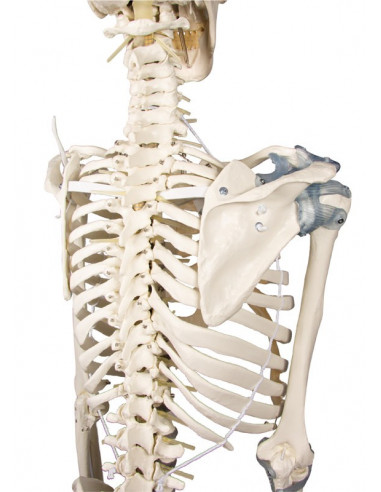 Erler Zimmer, modello anatomico di...