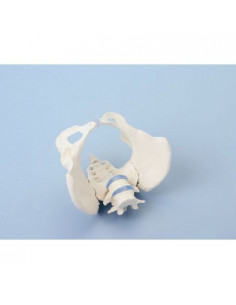 Erler Zimmer, modello...