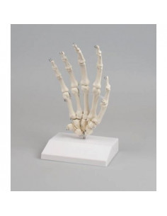 Erler Zimmer, modello...