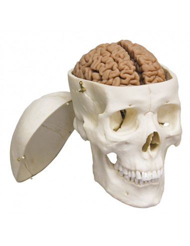 Erler Zimmer, modello anatomico di...