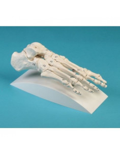 Erler Zimmer, modello...