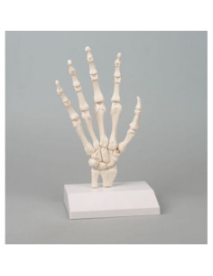 Erler Zimmer, modello...