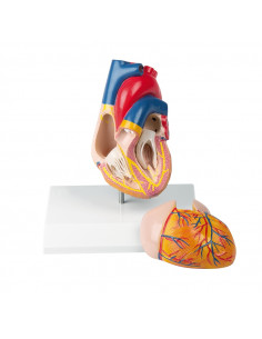 Erler Zimmer, modello... 2