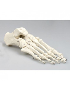 Erler Zimmer, modello...