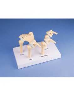 Erler Zimmer, modello...