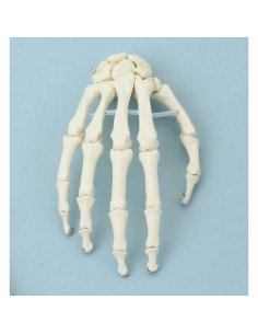 Erler Zimmer, modello...