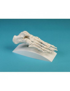 Erler Zimmer, modello...