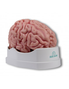 Erler Zimmer, modello...