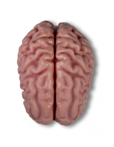 Erler Zimmer, modello anatomico di...