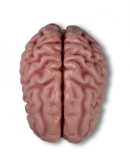 Erler Zimmer, modello anatomico di cervello, scomponibile in 5 parti C918