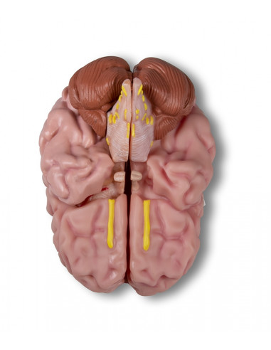 Erler Zimmer, modello anatomico di...