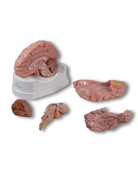 Erler Zimmer, modello anatomico di cervello, scomponibile in 5 parti C918