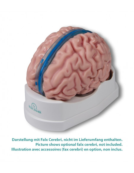 Erler Zimmer, modello anatomico di cervello, scomponibile in 5 parti C918