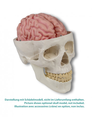 Erler Zimmer, modello anatomico di...