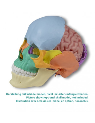 Erler Zimmer, modello anatomico di...