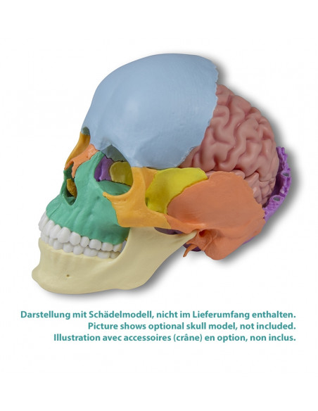 Erler Zimmer, modello anatomico di cervello, scomponibile in 5 parti C918