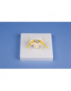 Erler Zimmer, modellino...