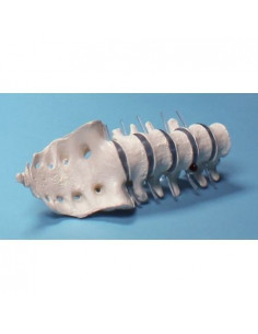 Erler Zimmer, modello...