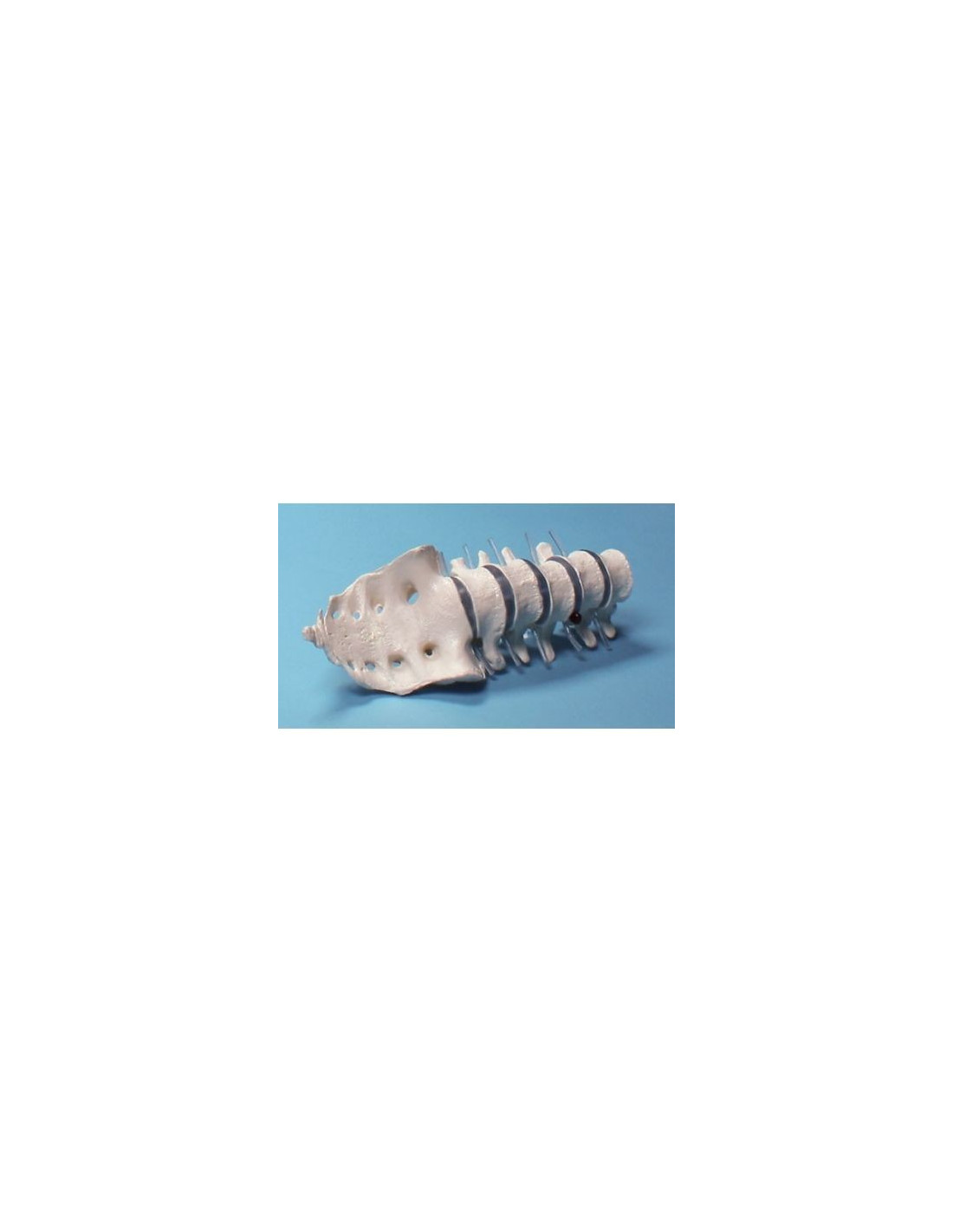 Colonna Vertebrale Flessibile Classica Dipinta, Con Tronchi Del Femore Mobili E Illustrazione Dei Muscoli 1000123 A583 3b Scientific,p 57 112