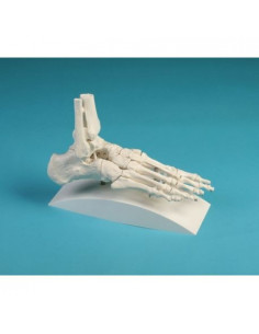 Erler Zimmer, modello...