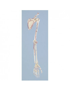 Erler Zimmer modello...