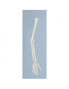 Erler Zimmer modello...