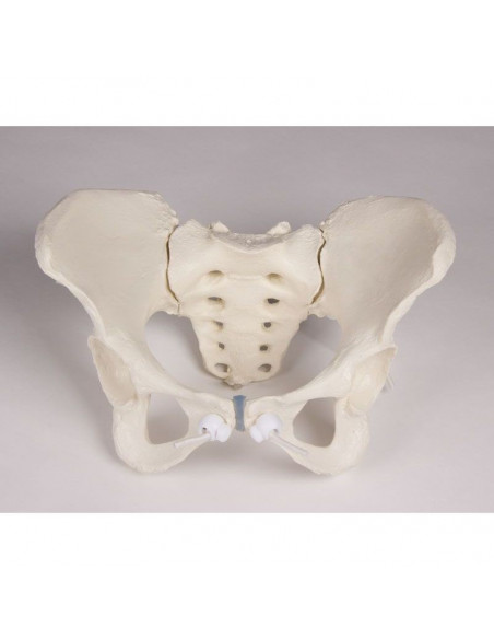 Erler Zimmer, colonna vertebrale lombare, con bacino e femori per la dimostrazione di cattive posizioni, su stativo 4045G