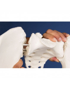 Erler Zimmer, colonna... 2