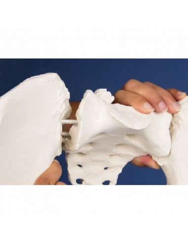 Erler Zimmer, colonna vertebrale...