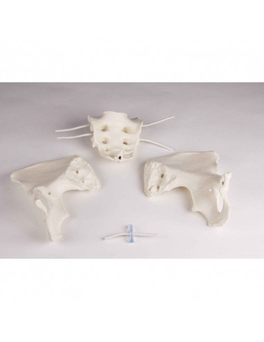 Erler Zimmer, colonna vertebrale...