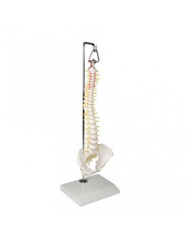 Erler Zimmer, colonna vertebrale elastica in miniatura, su stand in metallo 4002