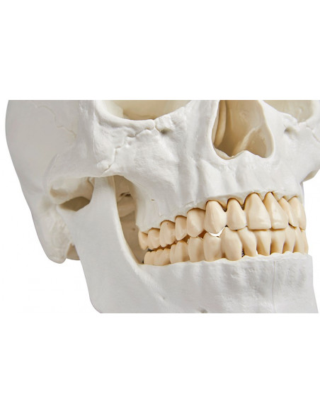 Erler Zimmer, Cranio, modello classico, scomponibile in 3 parti 4500