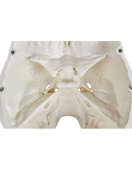 Erler Zimmer, Cranio, modello classico, scomponibile in 3 parti 4500