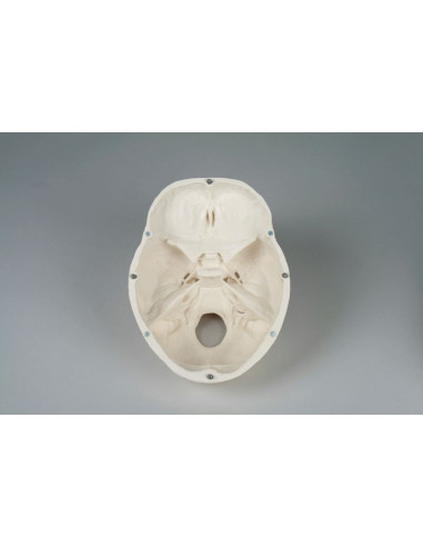 Erler Zimmer, Cranio, modello...