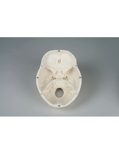 Erler Zimmer, Cranio, modello classico, scomponibile in 3 parti 4500