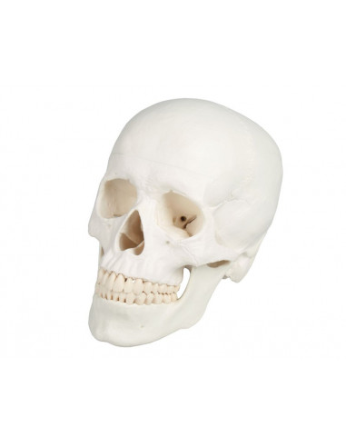 Erler Zimmer, Cranio, modello...