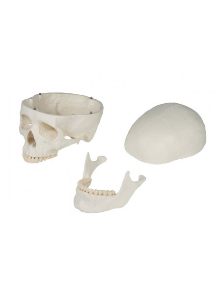 Erler Zimmer, Cranio, modello classico, scomponibile in 3 parti 4500